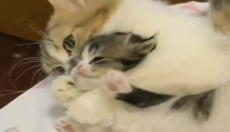 Yavrusunu severken neredeyse öldürecekti