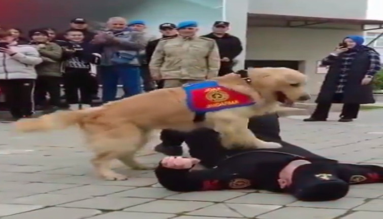 Jandarma köpekleri kalp krizi müdahalesi için eğitiliyor