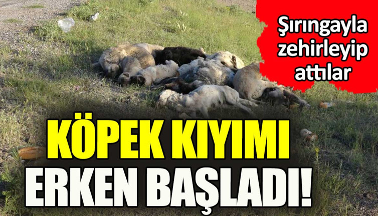 Köpek kıyımı şimdiden başladı. 20'si öldü 30'u kurtarıldı