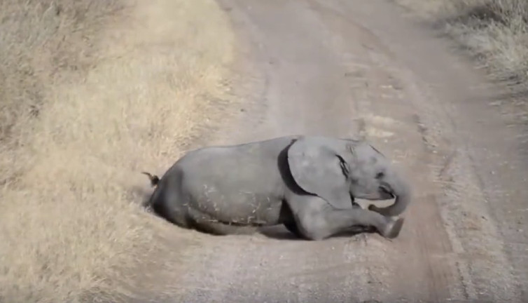 Öfke nöbeti geçiren yavru filin sevimli halleri gülümsetti