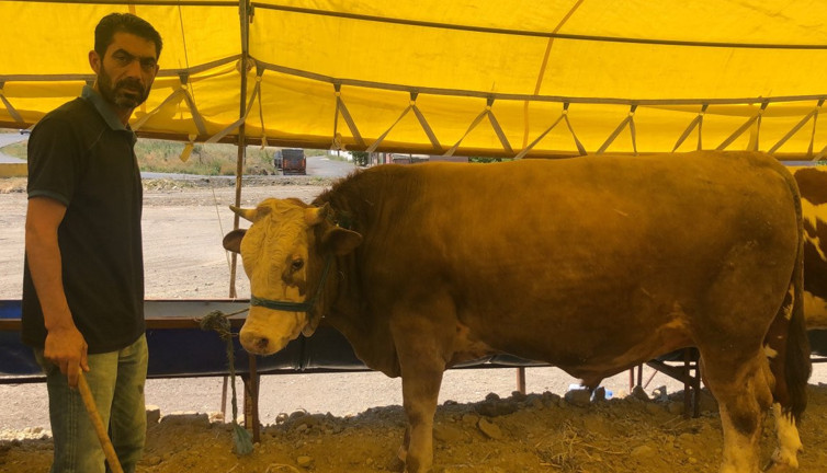 800 kiloluk 'Paşa' Tekirdağ'da alıcı bekliyor