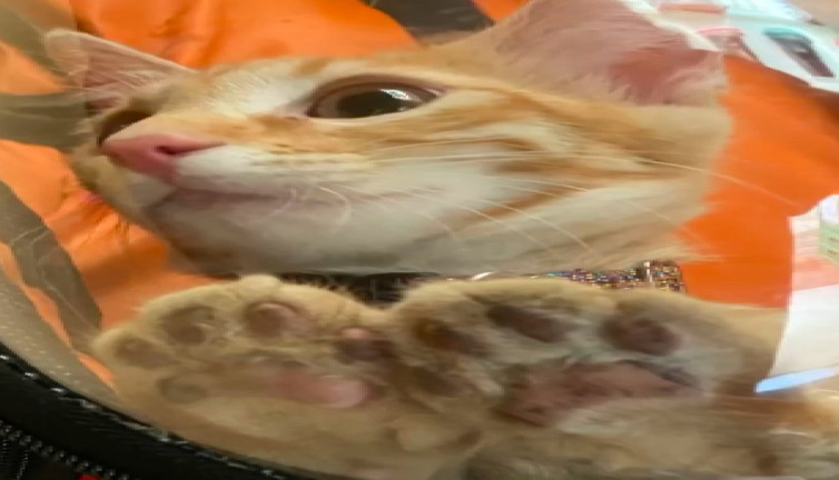 Türkiye'ye gelen turist yolda beslediği kediyi sahiplenerek ülkesine götürdü