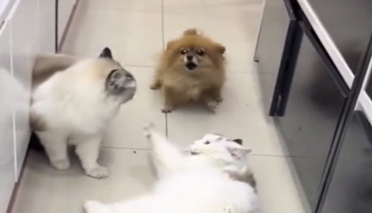 Kedileri ayırmak isteyen köpek kedilerden tokat yedi