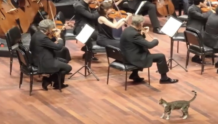 İstanbul Müzik Festivali'nde sahneye çıkan kedi görenleri güldürdü