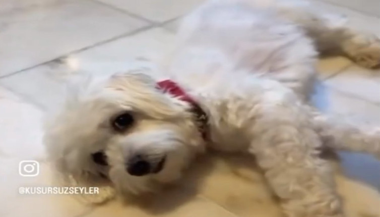 Köfte diye dua eden köpek brokoliyi duyunca bayıldı