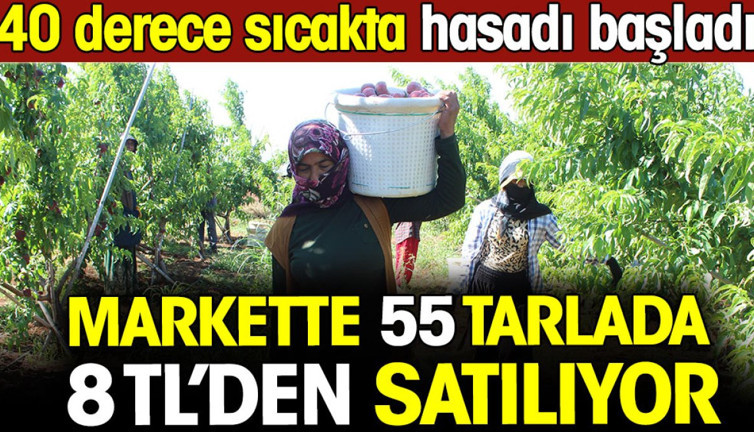 Markette 55 tarlada 8 TL'den alıcı buluyor! 40 derece sıcakta hasadı başladı