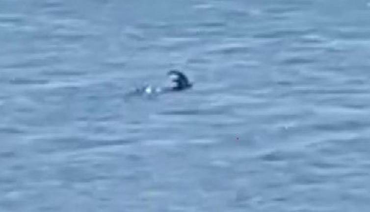 İlk kez yüzerken görüldü. Kimse inanamadı