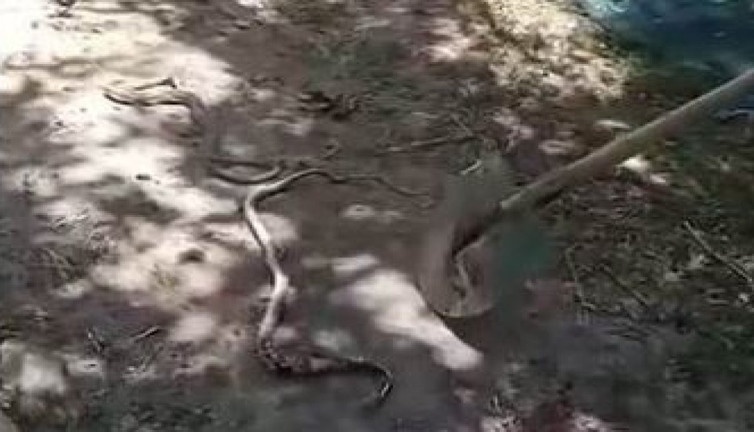 Namaza giden adamın yolunu yılanlar kesti. 2 metrelik 2 yılanla evinin bahçesinde göz göze geldi