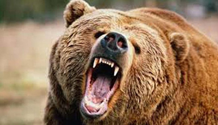 Tarlasına giden çiftçiyi ayılar hastanelik etti. Çene kemiği bile kırıldı