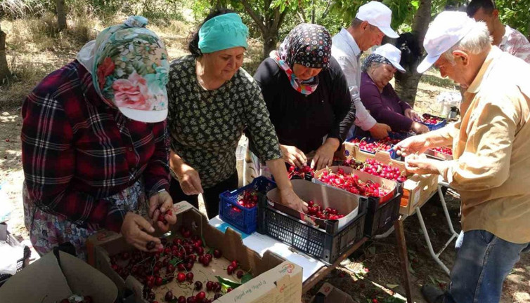 Çanakkale'de hasat başladı 1 TL'den büyük. Tarlada kilosu 250 TL