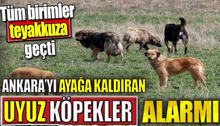 Ankara'yı ayağa kaldıran uyuz köpekler alarmı. Tüm birimler teyakkuza geçti