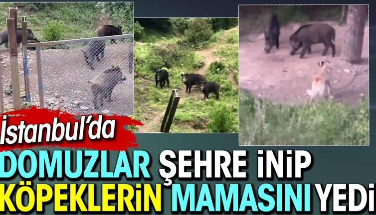 Domuzlar Eyüp'e indi. Köpeklerin mamasını yedi