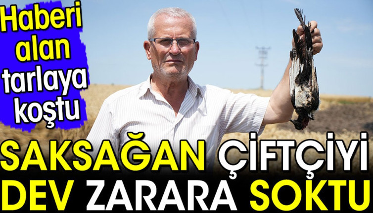 Saksağan çiftçiyi dev zarara soktu. Haberi alan tarlaya koştu