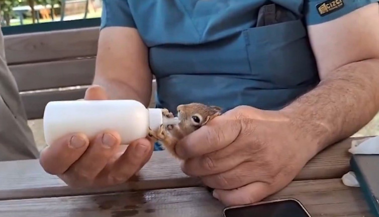 Yavru sincaplar doğaya salındı