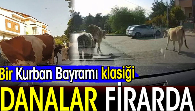 Bir Kurban Bayramı klasiği: Danalar firarda