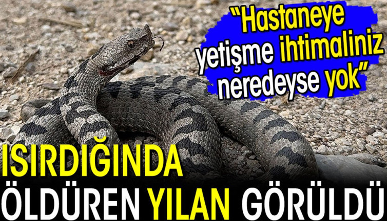 Isırdığında öldüren yılan görüldü! 'Hastaneye yetişme şansınız neredeyse yok'
