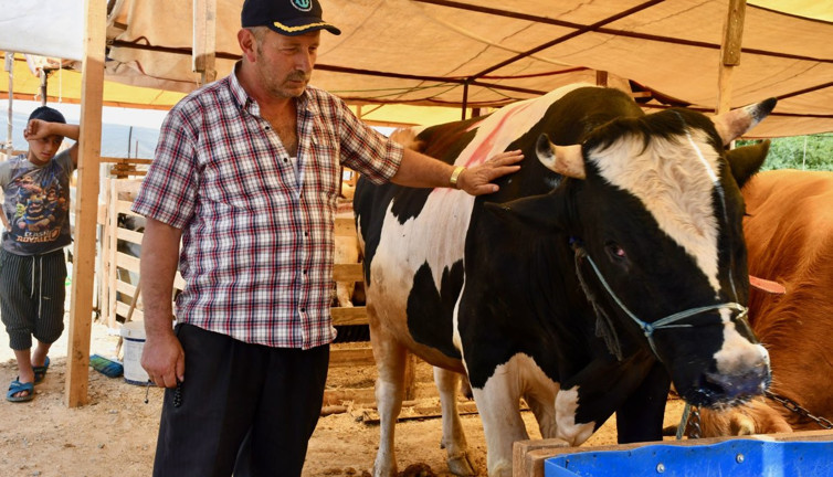 Üç boğa rekor fiyata satıldı