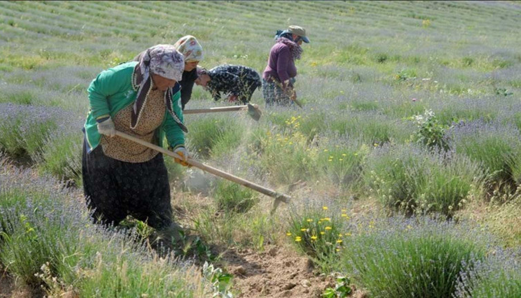 Istranca Dağları eteklerinde yetiştiriliyor. Turizm sezonuna hazırlanıyor