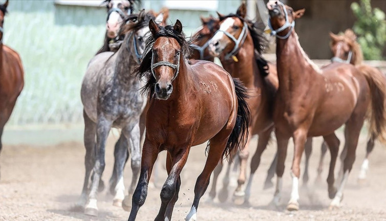 TİGEM Arap koşu tayı satacak