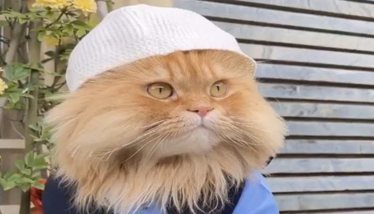 "Takkeli Kedi" videosu sosyal medyada gündem oldu