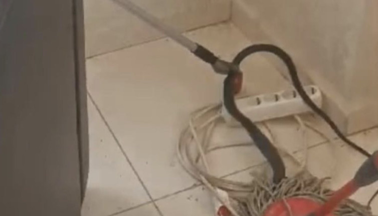 İş yerine giren yılan çalışanları korkuttu