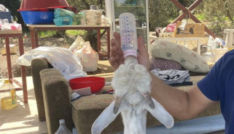 Annesi ölen oğlağı bebek gibi biberonla besleyip büyütüyor