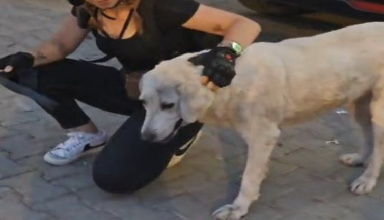 Terlik çalan köpeğin macerası izleyenleri güldürdü