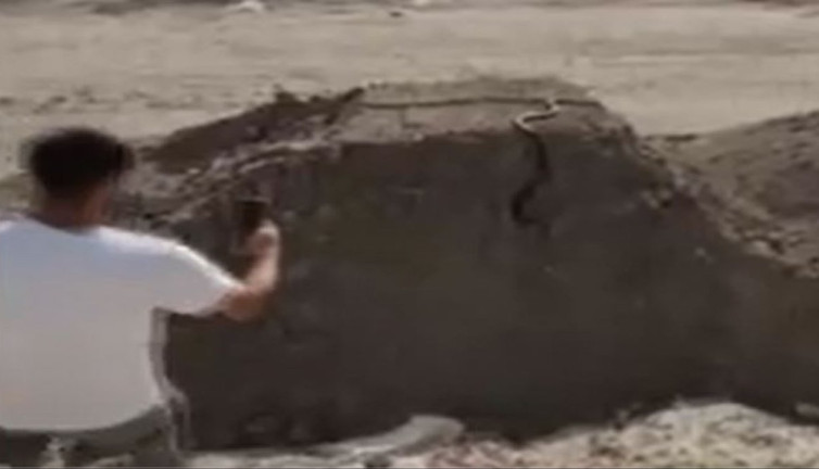 Şehirlerimizi yılanlar bastı. Babam yılanla araba kullanıyor