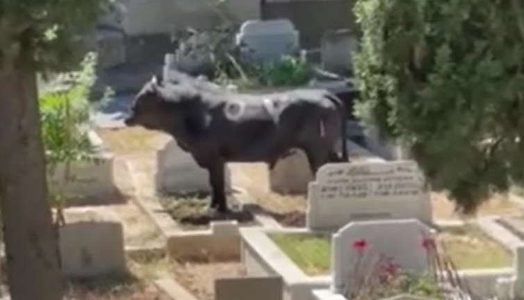 Mezarlığa dalan azgın boğa 2 kişiyi hastanelik etti. Kabir ziyaretine gelenler dışarı çıkartıldı