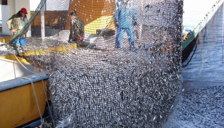 Hamsi avcılığına kota uygulamasına geçilecek