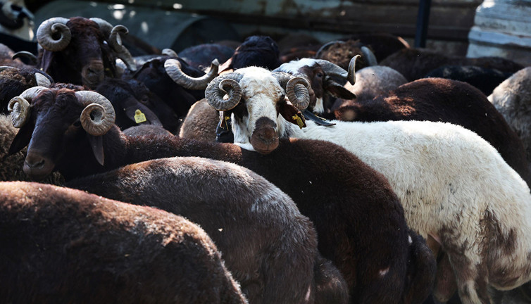 Bir ilde kurbanlık fiyatları düşüyor