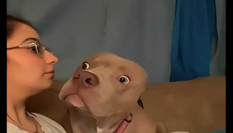 Sahipleri havladı köpekler şok oldu