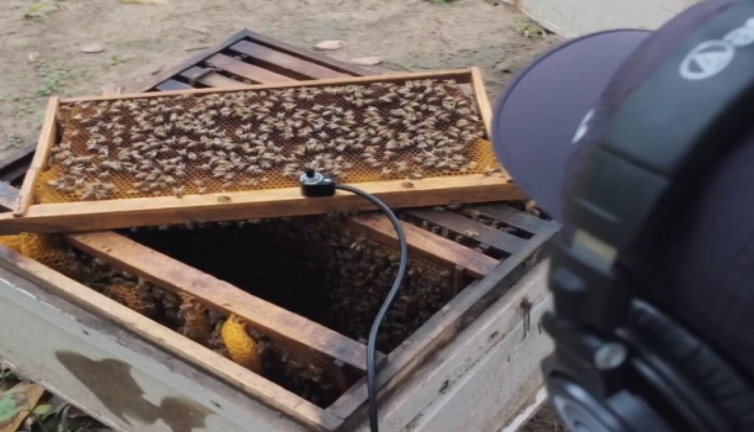 Arıların petek yaparken nasıl ses çıkardığını biliyor musunuz?