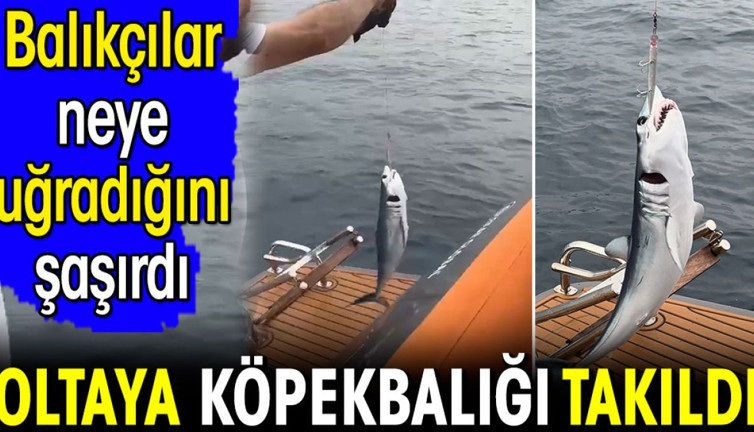 Oltaya köpekbalığı takıldı balıkçılar neye uğradığını şaşırdı