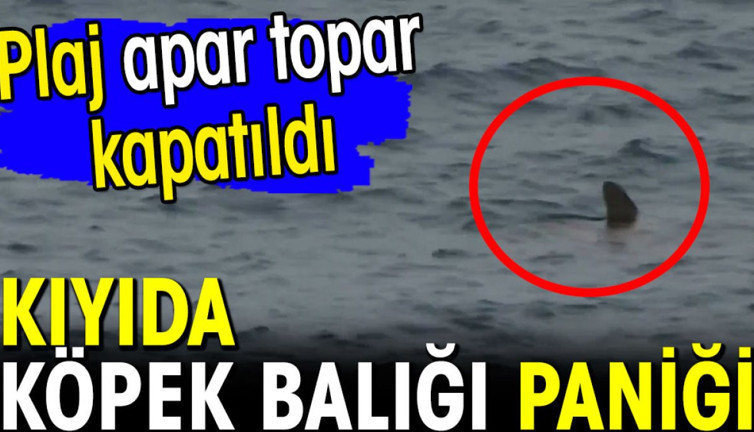 Kıyıda köpek balığı paniği! Plaj apar topar kapatıldı