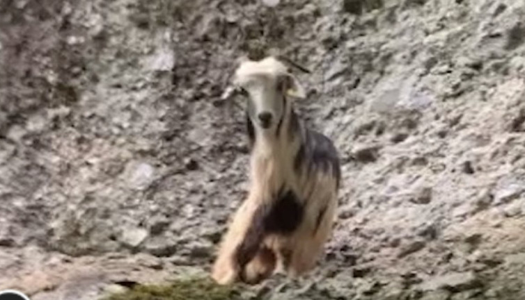Kaçan kurbanlık keçi 3 gün sonra dağlık alanda bulundu