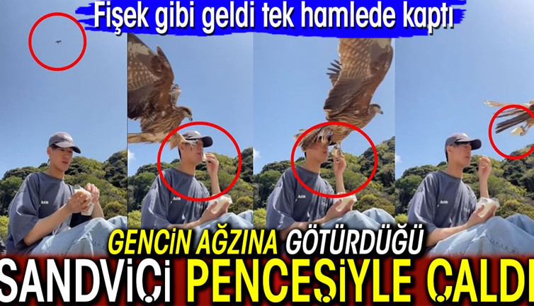 Japon gencin ağzına götürdüğü sandviçi pençesiyle çaldı! Fişek gibi geldi tek hamlede kaptı