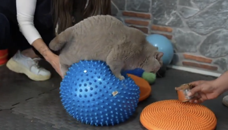 Obeziteye yakalanan 4 yaşındaki Şiraz kedi pilates ve yüzmeyle 6 kilo verdi