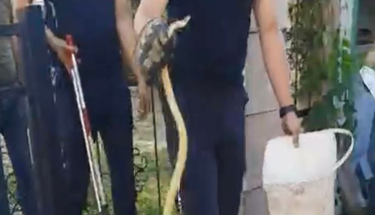 Sitede sarı yılan paniği