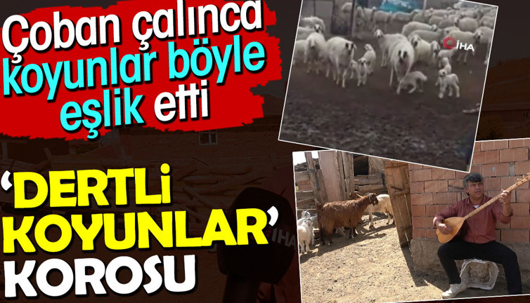 Dertli koyunlar korosu. Çoban çalınca koyunlar böyle eşlik etti