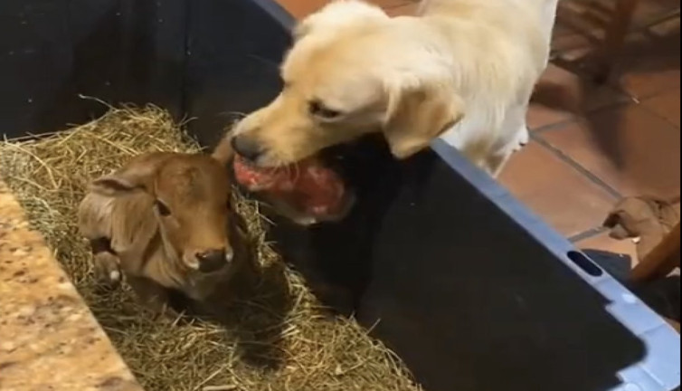 Köpeğin oyuncağını minik buzağı ile paylaşması görenleri gülümsetti