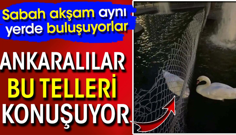 Ankaralılar bu telleri konuşuyor! Sabah akşam aynı yerde buluşuyorlar