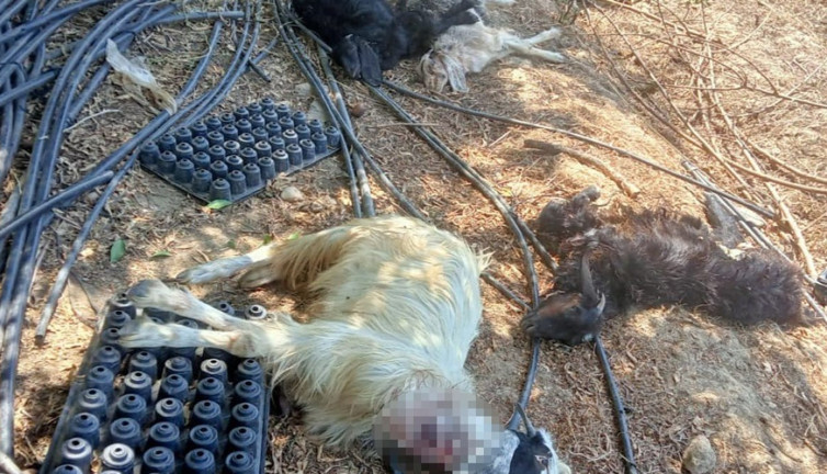 Antalya Gazipaşa'da bahçeye giren kurt hayvanları yedi