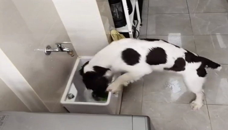 Patilerini yıkamadan eve girmedi