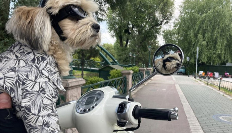 Özel kaskı ve gözlüğüyle motorla gezen köpek: Papi