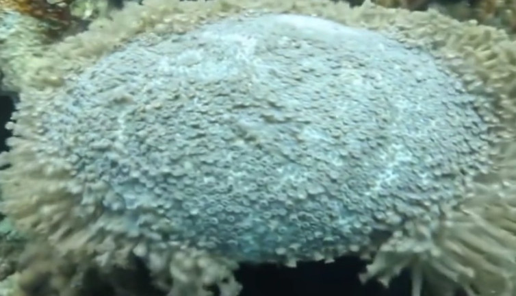 Dokununca taş kesilen canlı görenleri şaşırttı