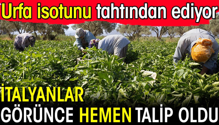 İtalyanlar görünce hemen talip oldu! Urfa isotunu tahtından ediyor