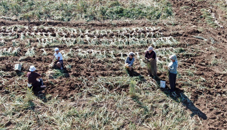 Ünü dünyaya ulaştı! 400 kilogram bekleniyor