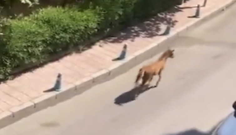 Sürüden ayrılınca annesini kaybetti sandı kavuşma anı duygulandırdı