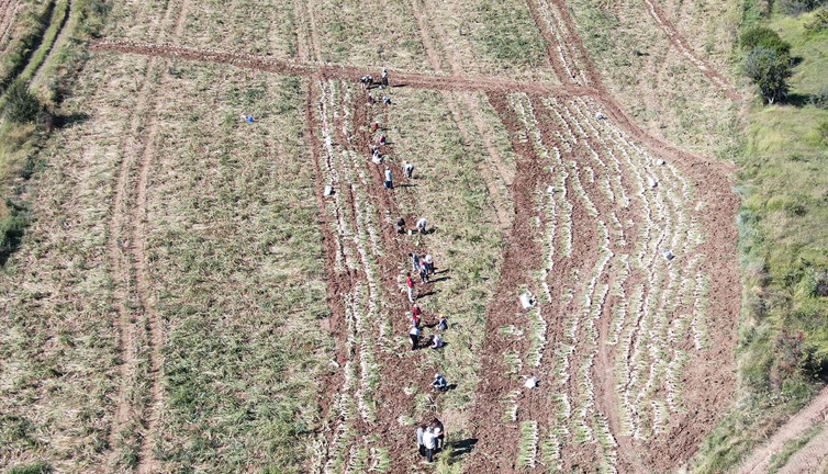 Dünyaca ünlü üründe hasat başladı. Rekolte üreticileri perişan etti